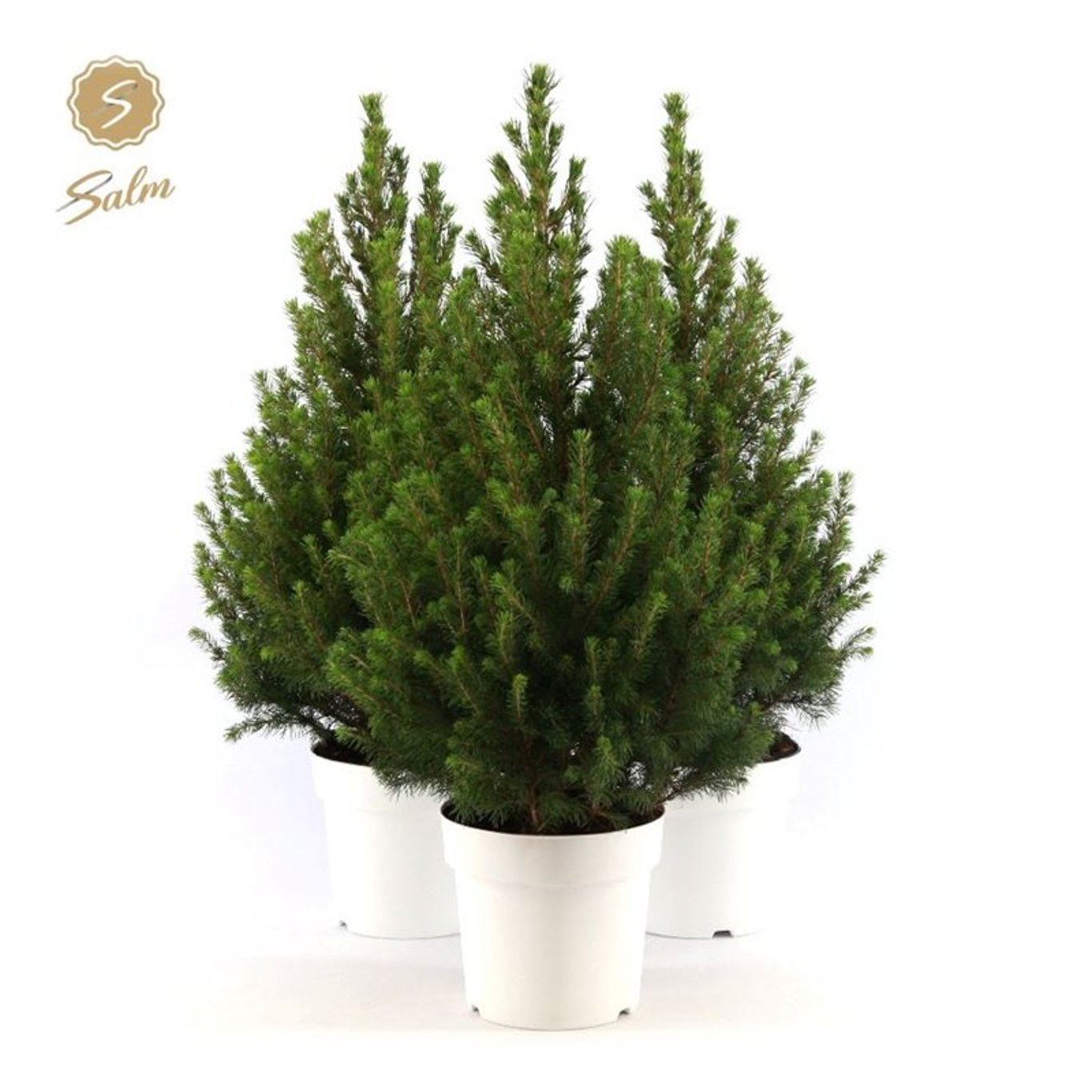 Picea gl. 'December' - C3 50-60 CM White pot